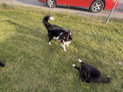 Adorable Border Purebred Collie Puppies - Ready for Their Forever Homes