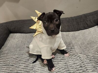 Pitbull/Boxer Mix Puppies