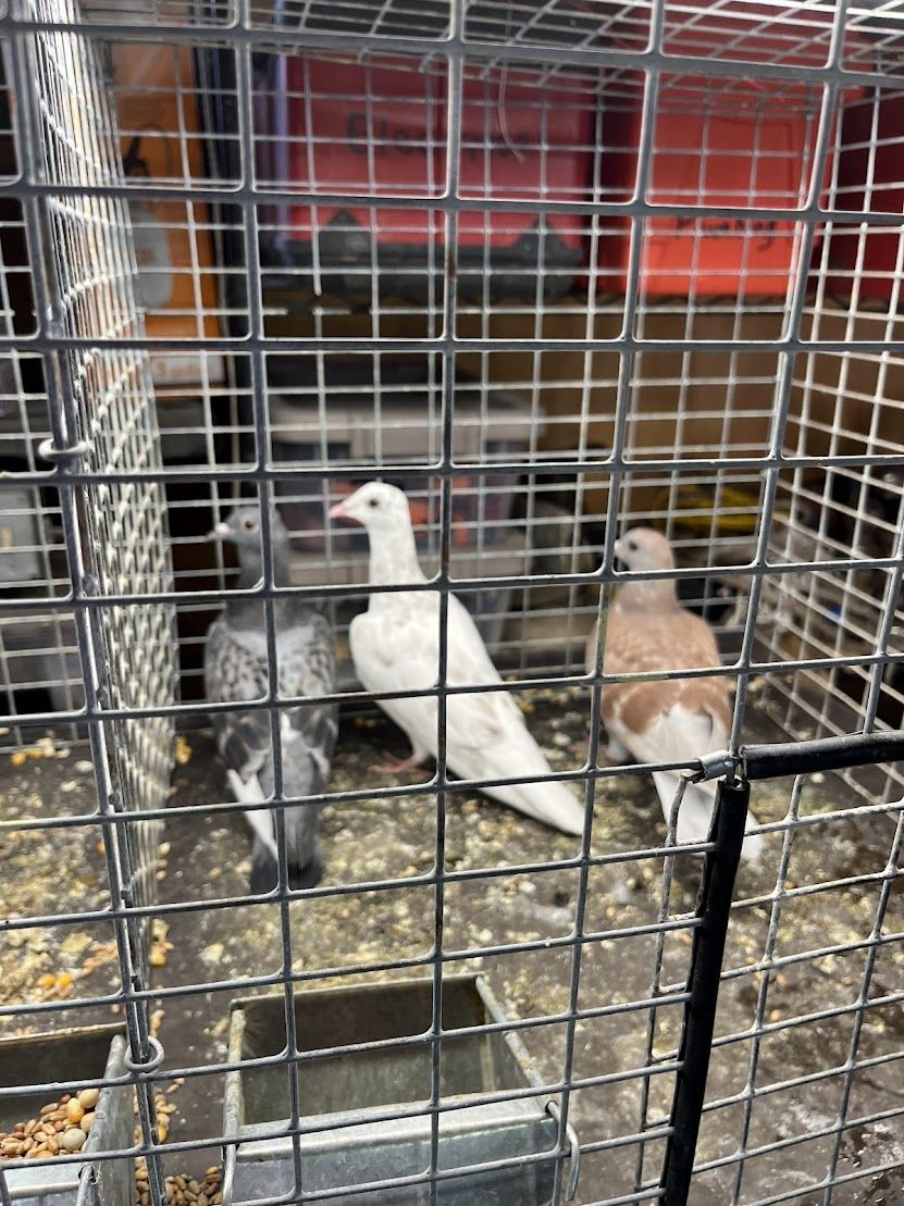 pigeons young homers