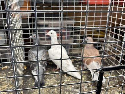 pigeons young homers