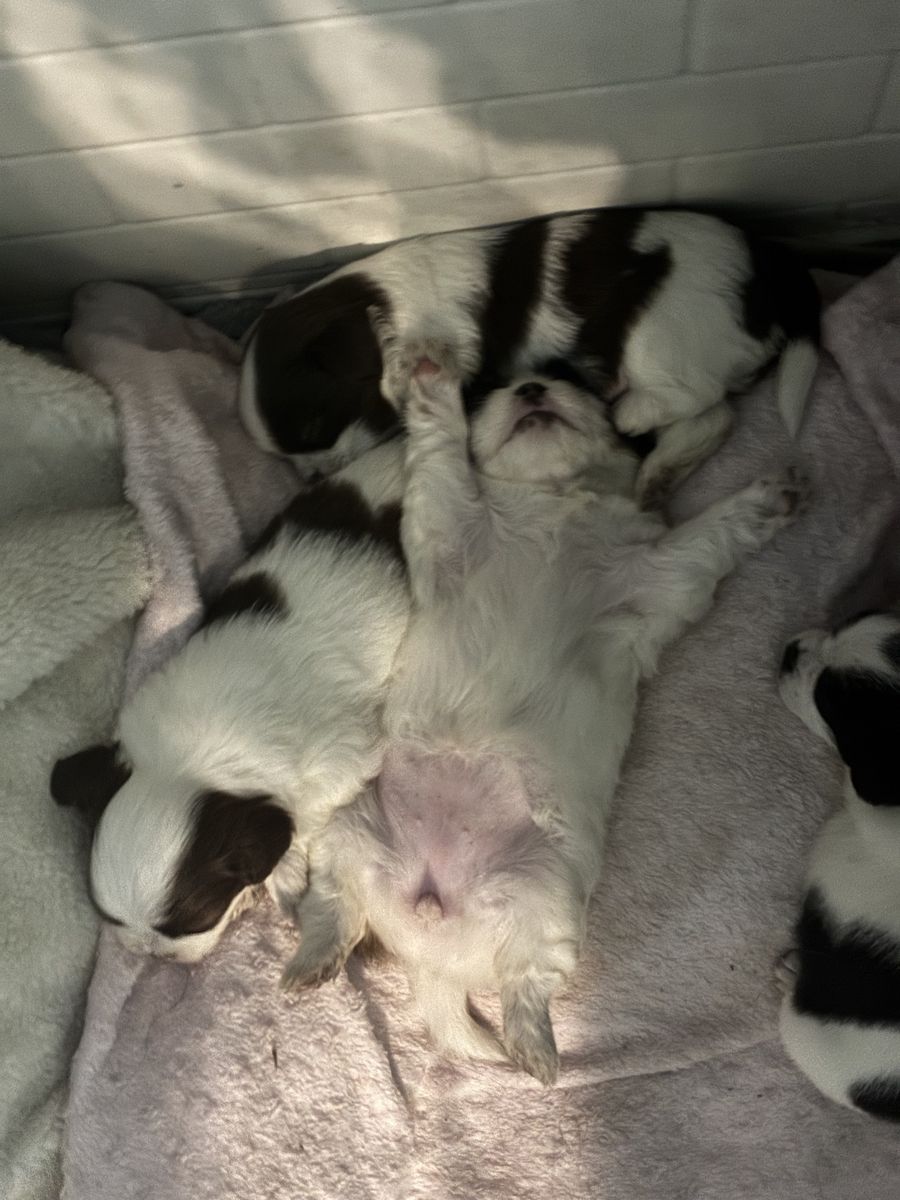 Adorable Shih Tzu Puppies Available 08/17/2026