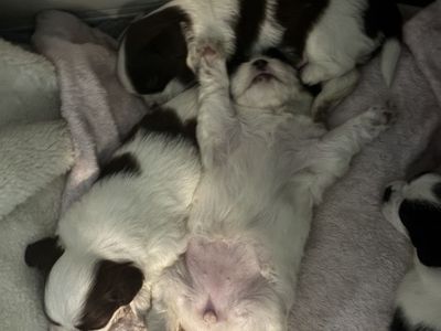 Adorable Shih Tzu Puppies Available 08/17/2026