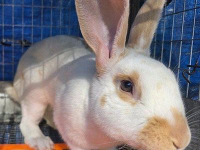Blue and Fawn Charlie Rhinelander Bunny Rabbit
