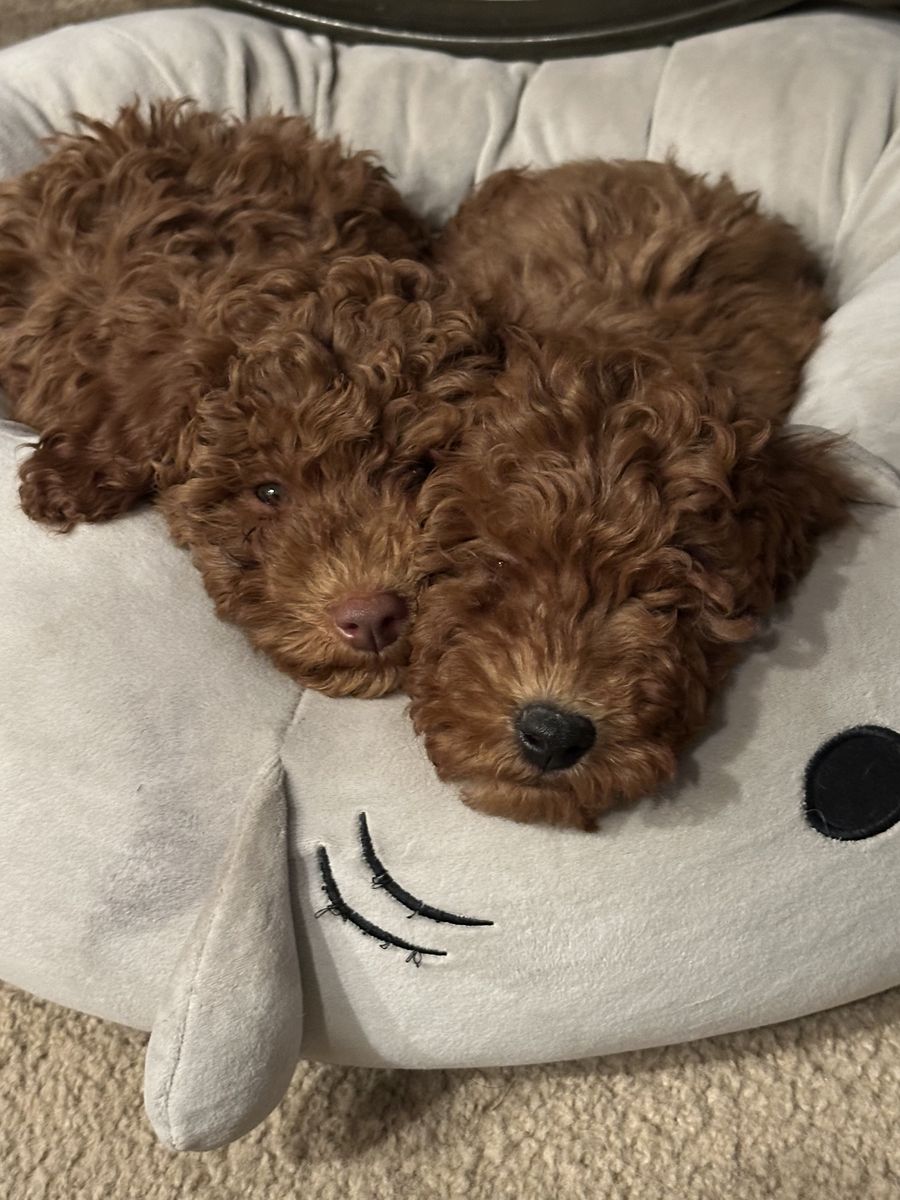 Mini Goldendoodles