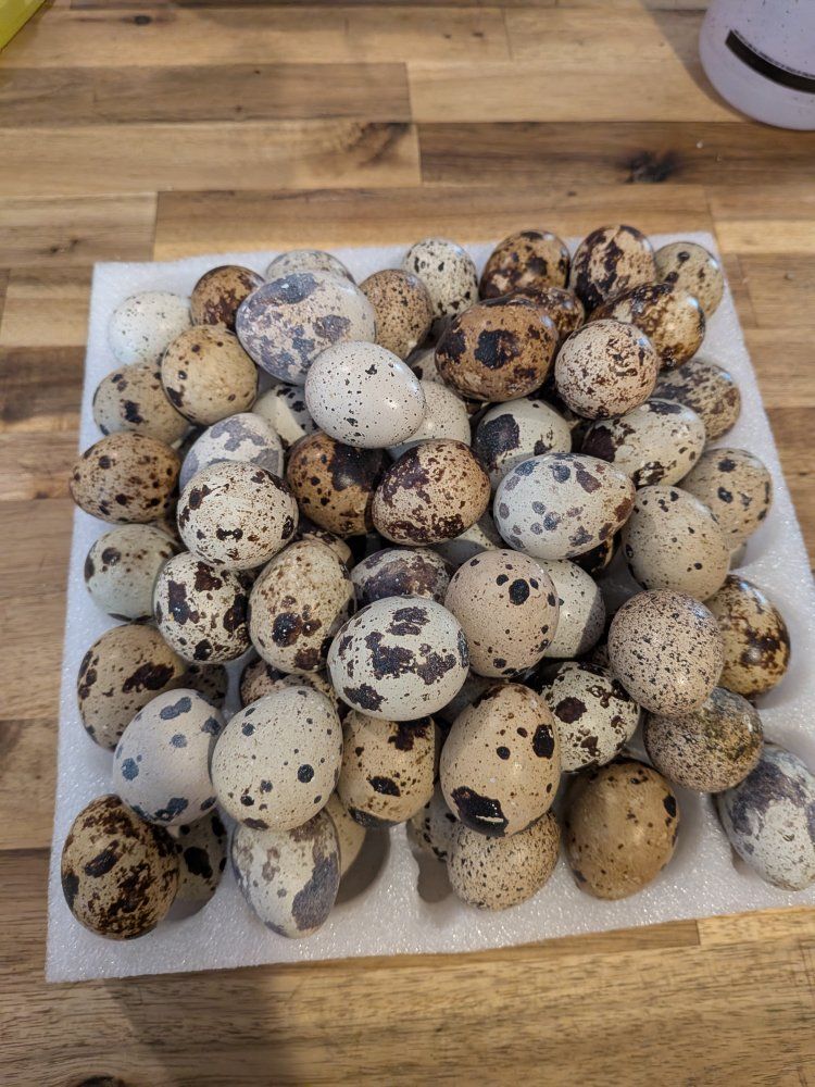 Farm Fresh Eggs