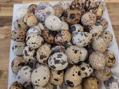 Farm Fresh Eggs