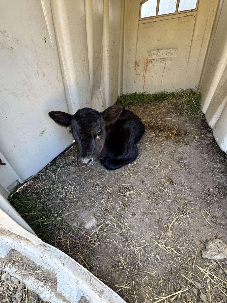 Black Angus Steer and Heifer Bottle Calves