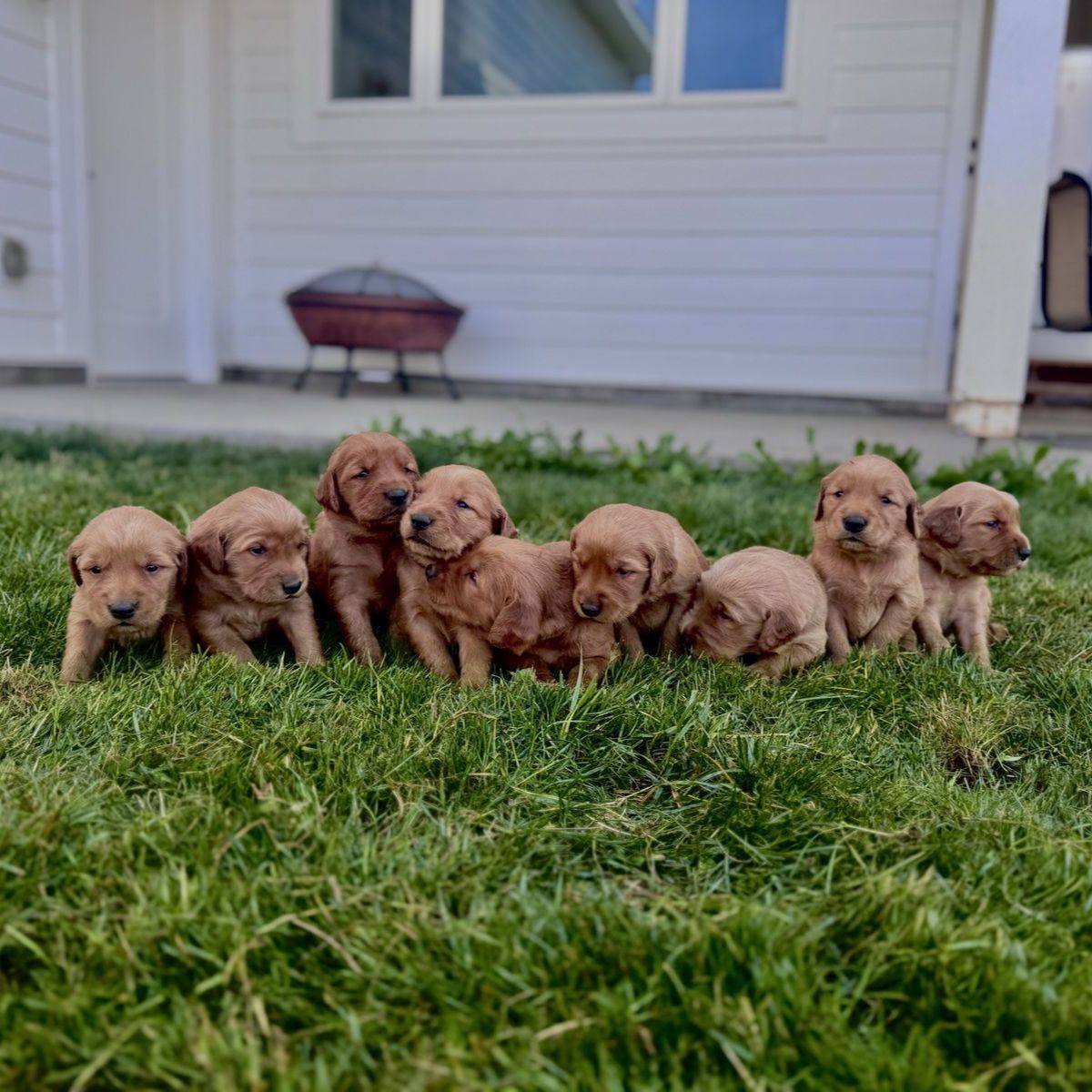 Dark Red Golden Retriever Pups