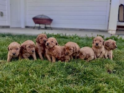 Dark Red Golden Retriever Pups