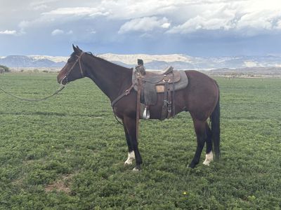 6 Year Old Grade Gelding