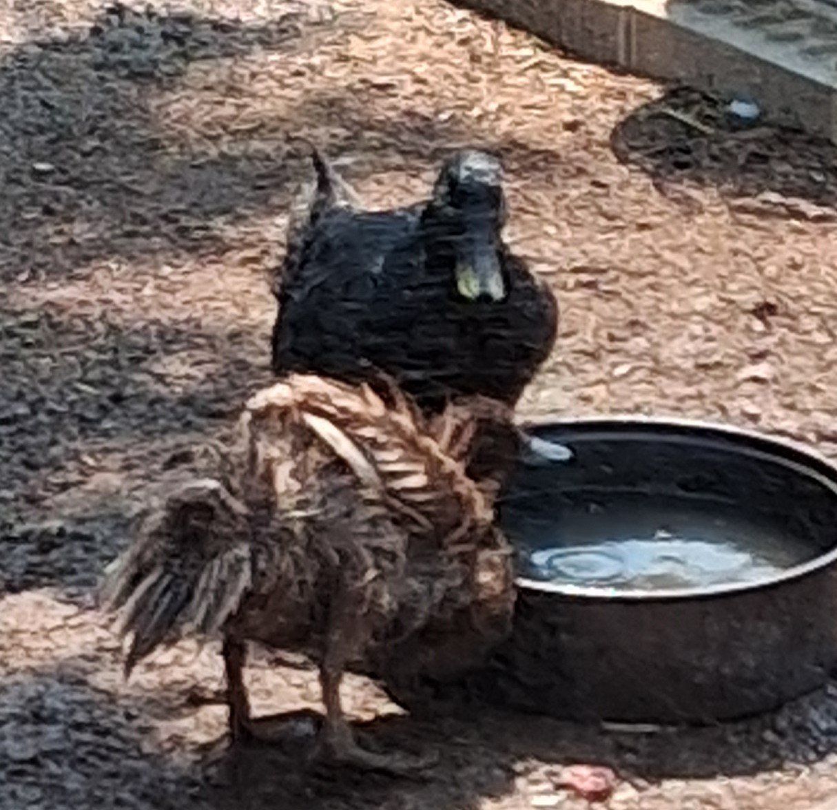 3 baby ducks