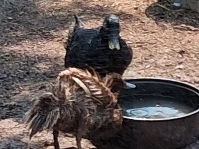 3 baby ducks