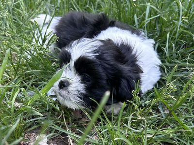 Shih tzu Puppies