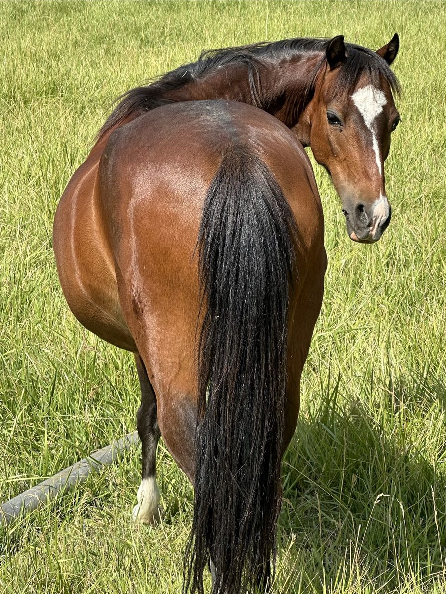 ASPC Shetland Pony Mare