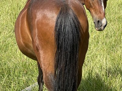 ASPC Shetland Pony Mare
