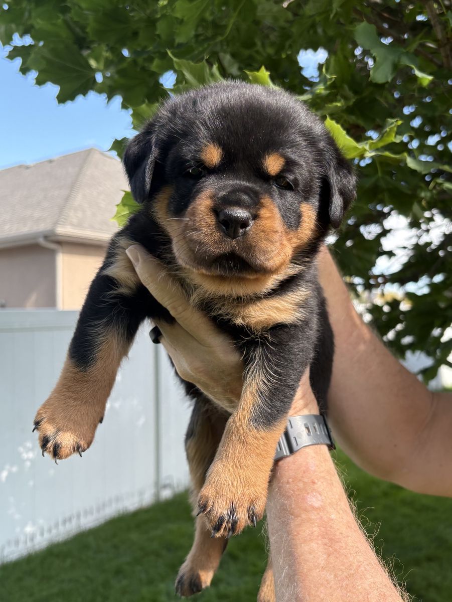 World Class German AKC Rottweiler Puppies