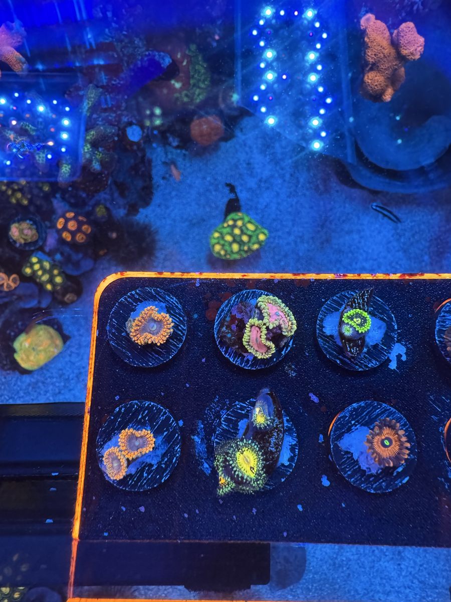 ZOAS