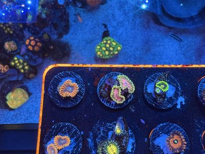 ZOAS
