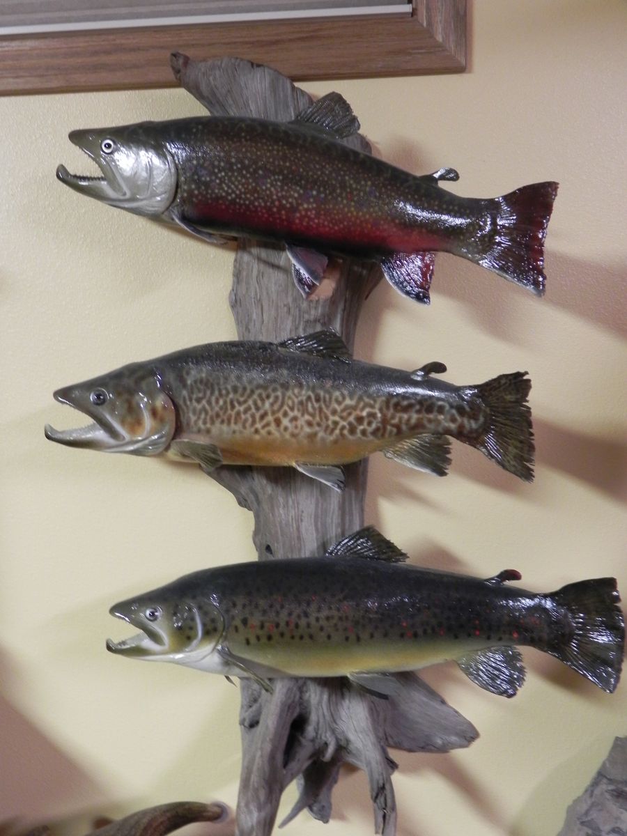 TROUT DISPLAY