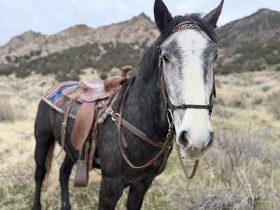 4 YO Greenbroke Gelding 3/8 Draft