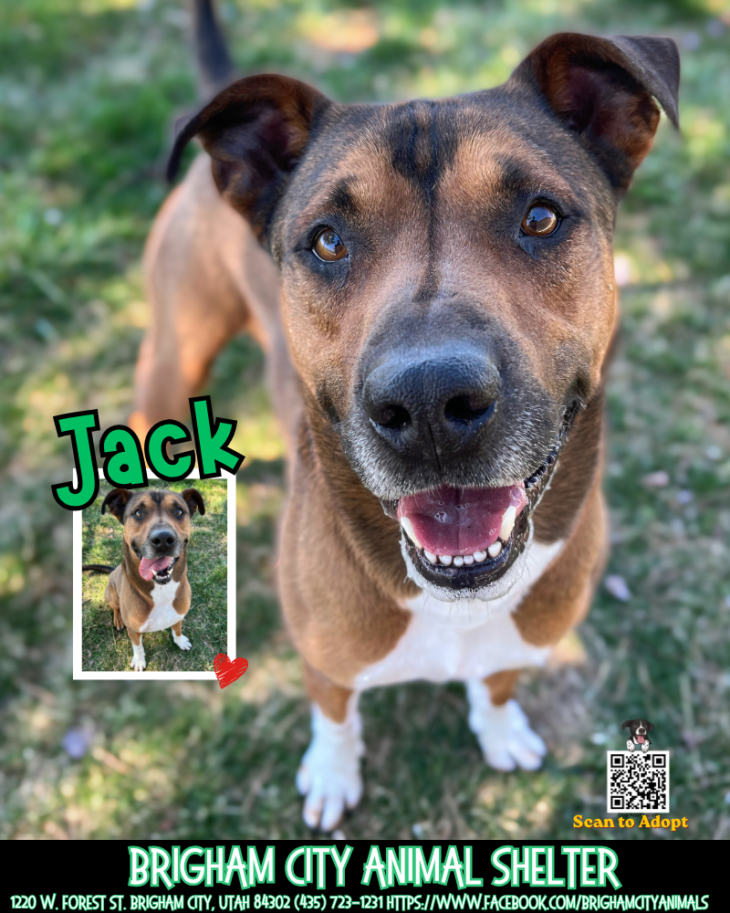 Meet Jack – Sweet Shepherd Mix Who Loves Toys
