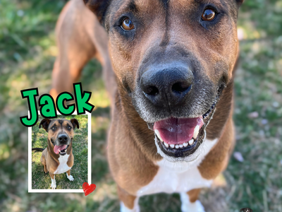 Meet Jack – Sweet Shepherd Mix Who Loves Toys