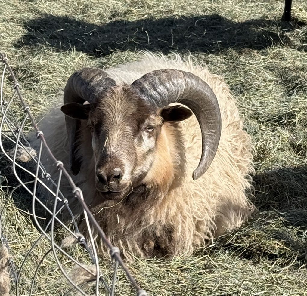 Icelandic Ram Yearling Big Horns