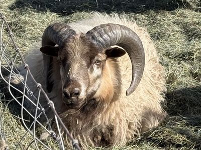 Icelandic Ram Yearling Big Horns