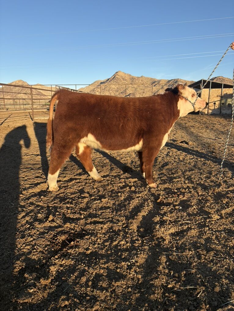 Mini Hereford Heifer