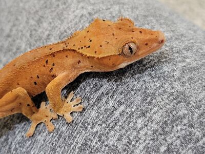 Adorable Baby Red Dalmation Gecko