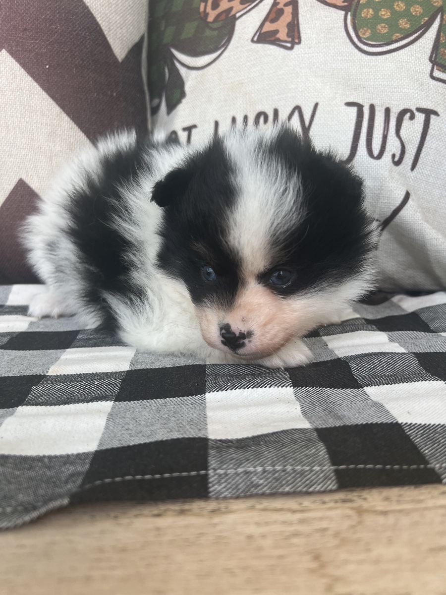 Blue eyes Pomsky puppies