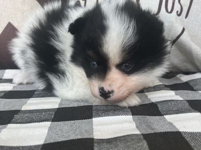 Blue eyes Pomsky puppies