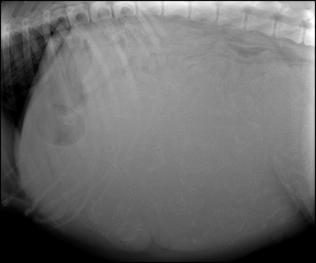 Main image 16