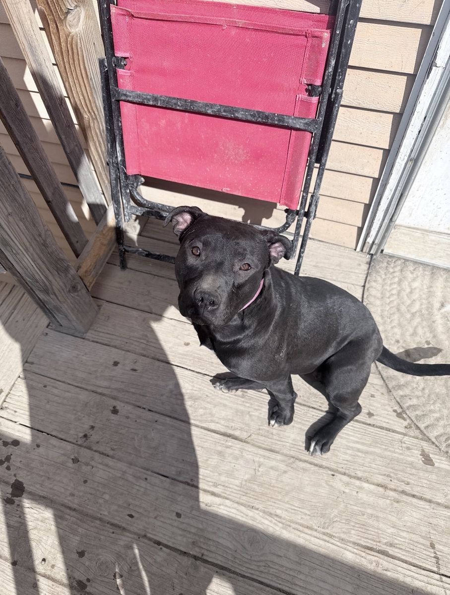 Pitbull Looking for a Loving New Home