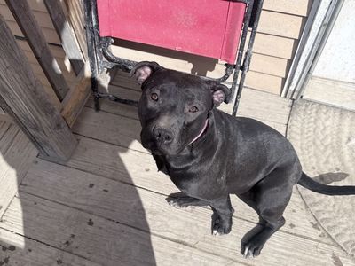Pitbull Looking for a Loving New Home