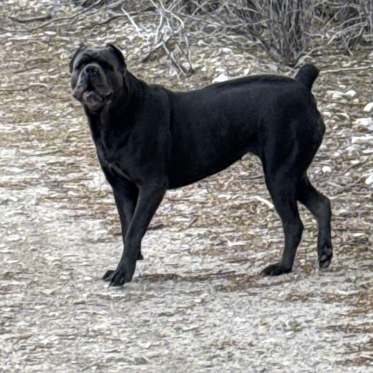 cane corso