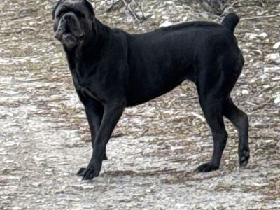cane corso