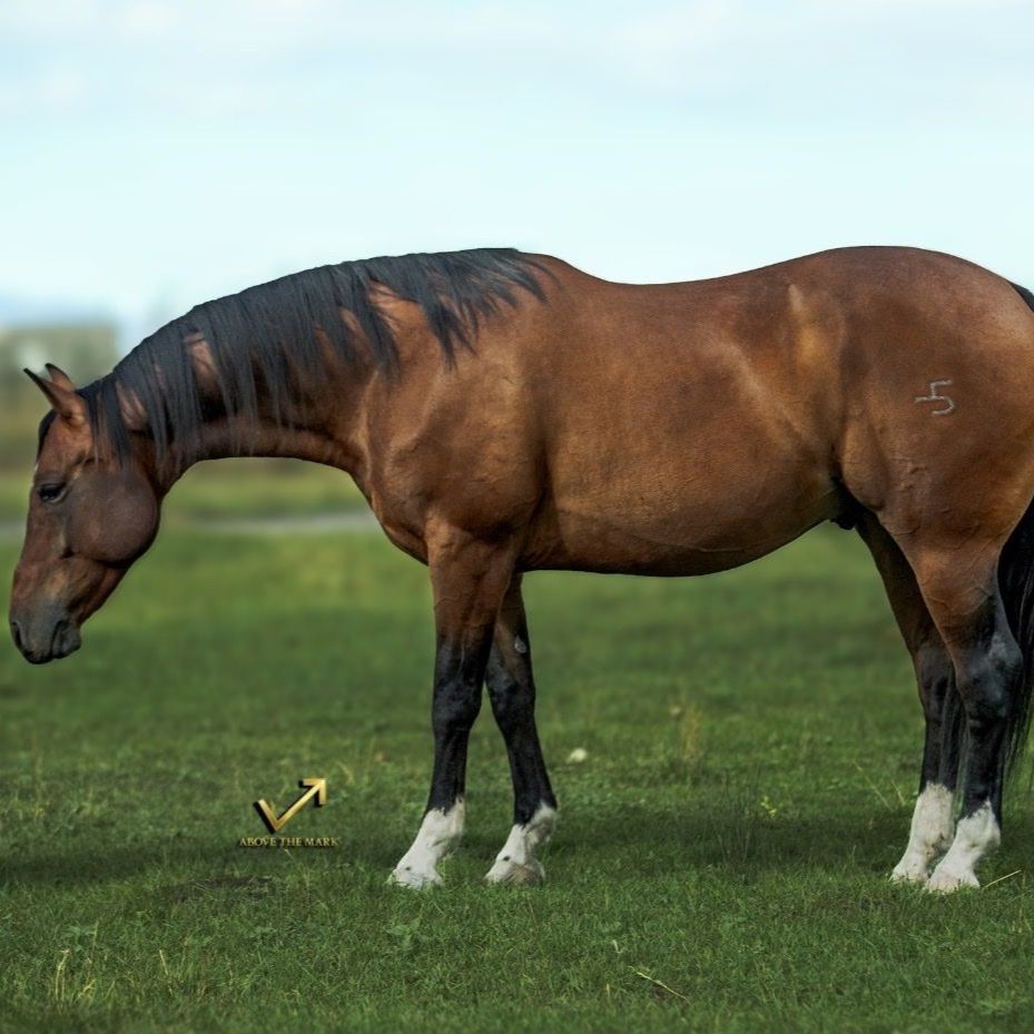 2017 AQHA GELDING