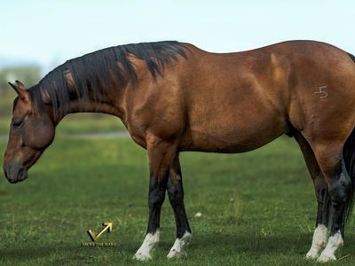 2017 AQHA GELDING