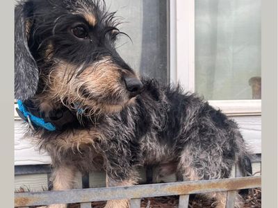 Schnauzer mix puppy MALE