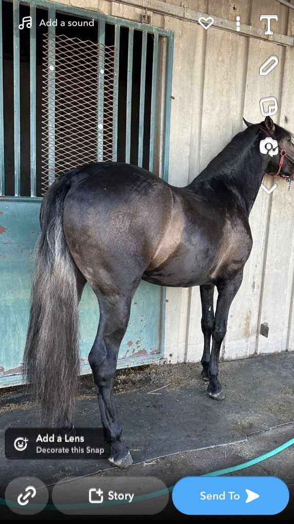 Andalusian Stallion/Pura Raza Espanola Garañion