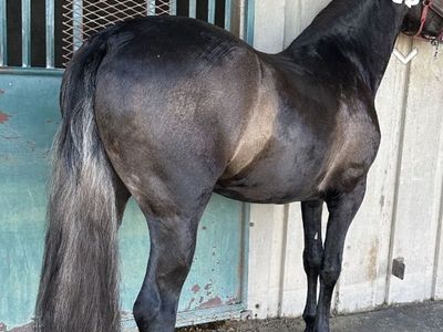 Andalusian Stallion/Pura Raza Espanola Garañion