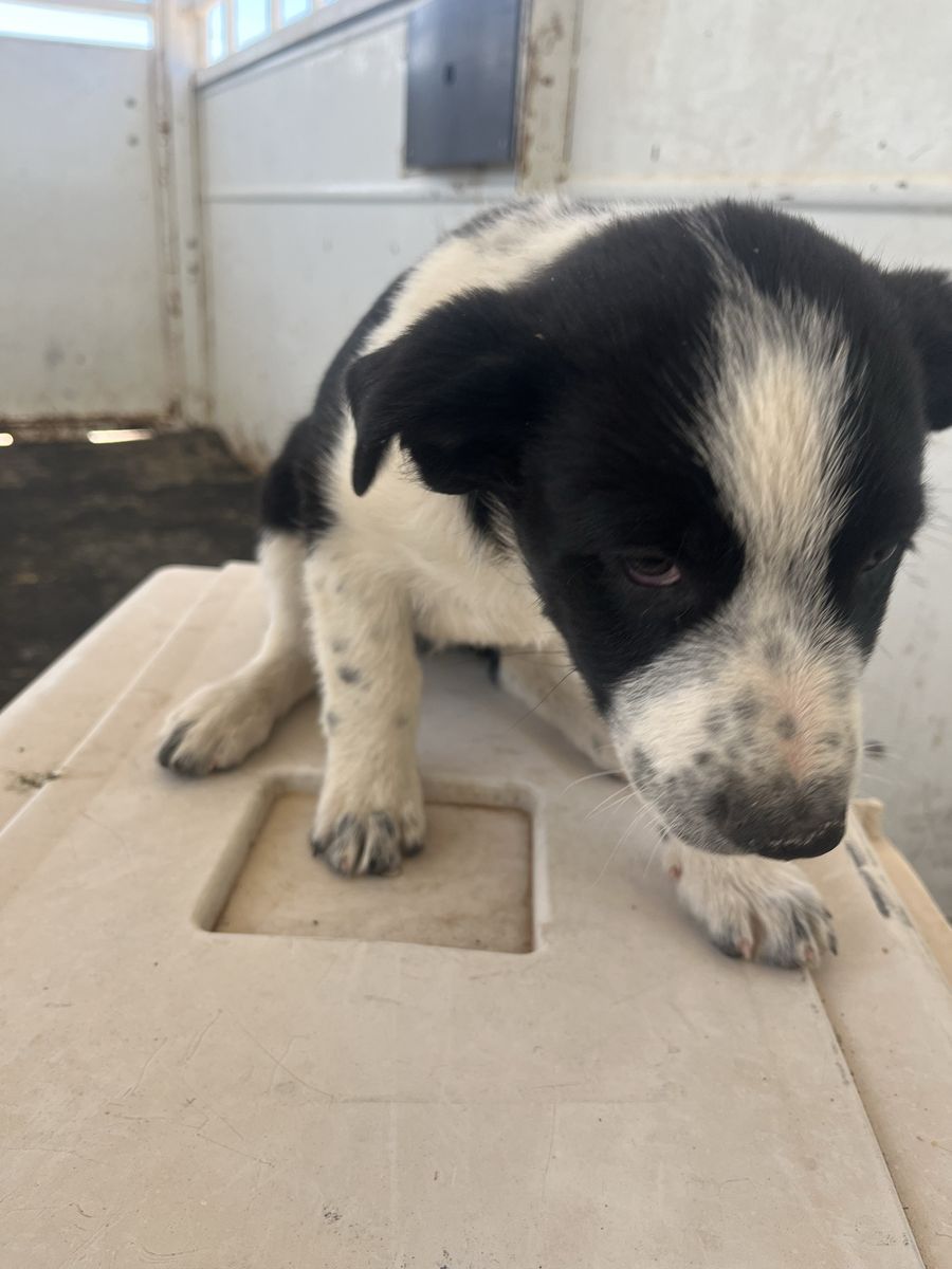 Border collie/ blue heeler puppies. Free to a good home