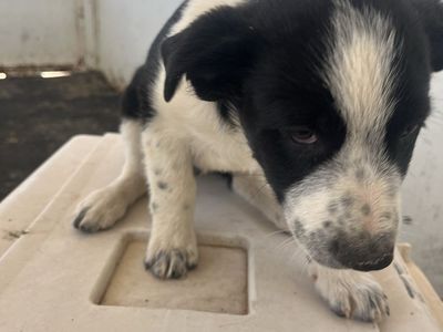 Border collie/ blue heeler puppies. Free to a good home