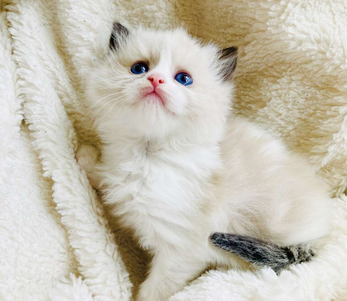 STUNNING SWEET Ragdoll kittens--STAY TiNY--(SO AFFECTIONATE), Do tricks--Puppy/Doglike! Shed less and less allergenic!