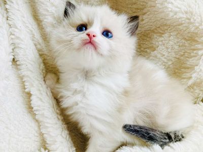 STUNNING SWEET Ragdoll kittens--STAY TiNY--(SO AFFECTIONATE), Do tricks--Puppy/Doglike! Shed less and less allergenic!