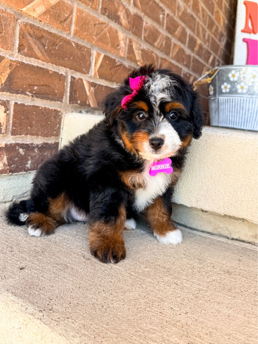 Mini Aussie Bernedoodle