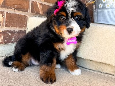 Mini Aussie Bernedoodle