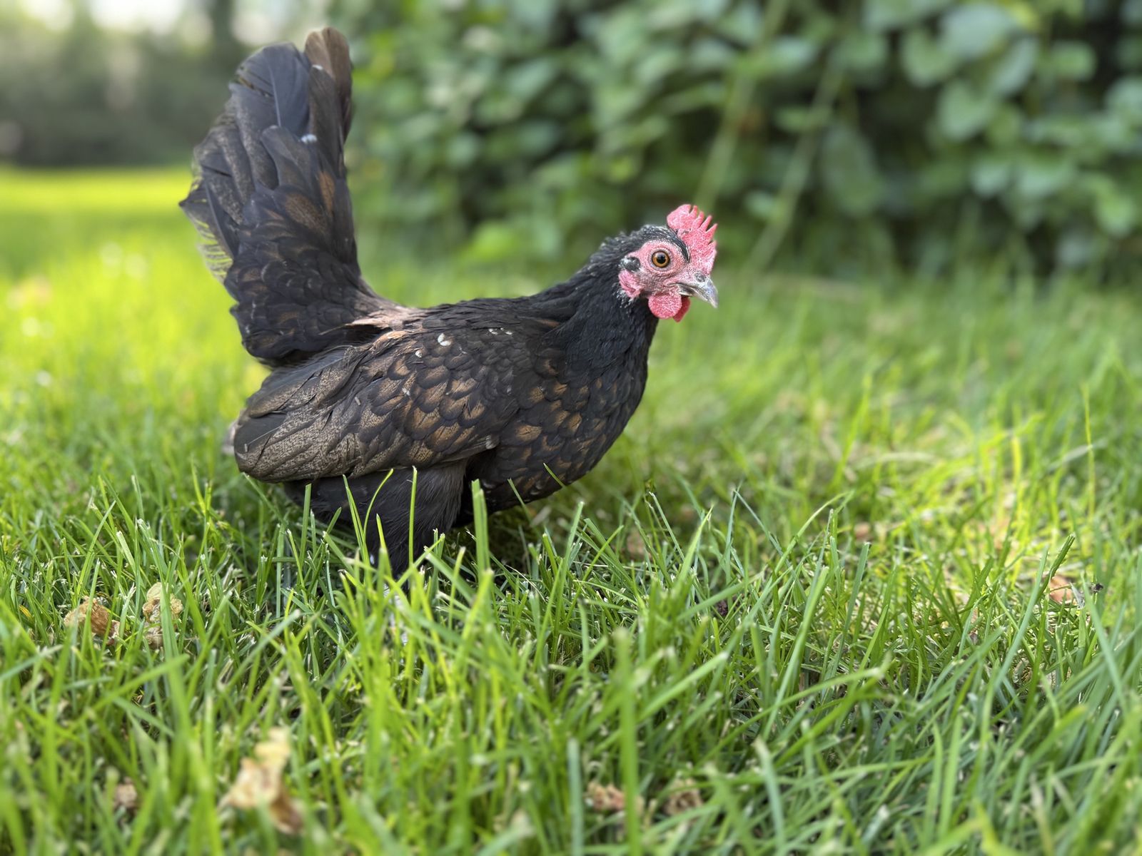 Serama Chickens