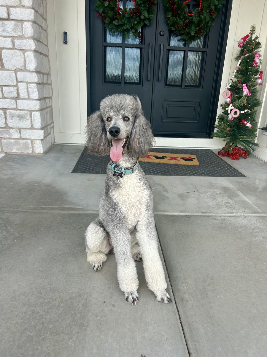 Purebred Standard Poodle Puppies
